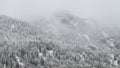 The white alpine forests in the snow