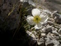 White Alpine poppy Papaver alpinum flowers in Triglav National Park in Slovenia