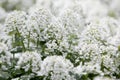 Small snow-white flowers of Arabis alpina.