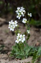 White Alpine rock-cress Arabis alpina