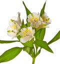 White alstroemeria