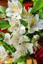White alstroemeria, commonly called the Peruvian lily or lily of the Incas. Royalty Free Stock Photo