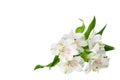 White alstroemeria flowers corner on white background isolated close up, lily flowers bunch for decorative border