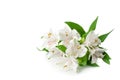 White alstroemeria flowers corner on white background isolated close up, lily flowers bunch for decorative border