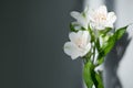 White alstroemeria flowers with green leaves on gray background with sun light and shadow close up