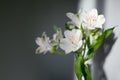 White alstroemeria flowers with green leaves on gray background with sun light and shadow close up