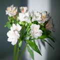 White alstroemeria flowers with green leaves on gray background with sun light and shadow close up