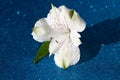 White alstroemeria lies on a brilliant blue background. Royalty Free Stock Photo