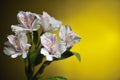 White alstroemeria