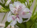 White alstromeria flower spiral affect Royalty Free Stock Photo