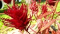 Red amaranthus flowers