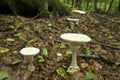 White Amanita Mushroom With Scales In Glastonbury, Connecticut