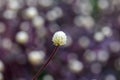 White Amaranth Royalty Free Stock Photo