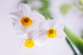 3 white Amaryllidaceae fresh flower