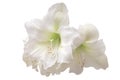 White amaryllis Royalty Free Stock Photo