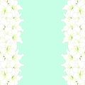 White Amaryllis Border - Hippeastrum. Christmas Flower. Vector Illustration. isolated on Green Mint Background