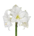 White amaryllis flower Royalty Free Stock Photo
