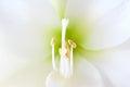 White amaryllis flower