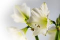 White amaryllis flower Hippeastrum, romantic close up shot of