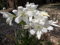 White amaryllis flower. Easter Lily. Lillies close up. Royalty Free Stock Photo