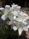 White amaryllis flower in closeups or lilys, lilies