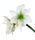 White amaryllis isolated Royalty Free Stock Photo