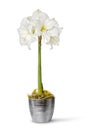 White amaryllis in pot Royalty Free Stock Photo