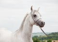 white amazing arabian stallion against cloudy sky background. close up Royalty Free Stock Photo