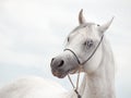 white amazing arabian stallion against cloudy sky background. close up Royalty Free Stock Photo