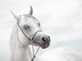 white amazing arabian stallion against cloudy sky background. close up Royalty Free Stock Photo