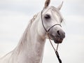 white amazing arabian stallion against cloudy sky background. close up Royalty Free Stock Photo