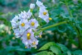 White amazing flowers of blooming growing potato in the garden Royalty Free Stock Photo