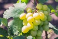 White, amber grapes on the vine. Royalty Free Stock Photo