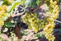 White, amber grapes on the vine Royalty Free Stock Photo