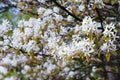 White amelanchier bush in springtime