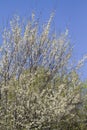 White America Redbud Tree Spring Blossoms Royalty Free Stock Photo