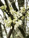 White America Redbud Tree Spring Blossoms Royalty Free Stock Photo