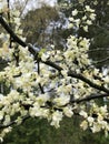 White America Redbud Tree Spring Blossoms Royalty Free Stock Photo