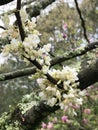White America Redbud Tree Spring Blossoms Royalty Free Stock Photo