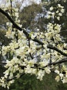 White America Redbud Tree Spring Blossoms Royalty Free Stock Photo