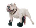 White american bully and court shoes Royalty Free Stock Photo