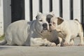 White American bully dog and English bull dog puppy is playing together on the road.