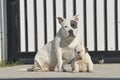 White American bully dog and English bull dog puppy is sitting together on the road. Royalty Free Stock Photo