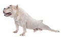 White american bully Royalty Free Stock Photo