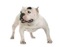 White american bully Royalty Free Stock Photo