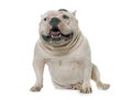 White american bully Royalty Free Stock Photo