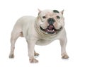 White american bully Royalty Free Stock Photo