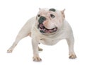 White american bully Royalty Free Stock Photo