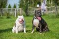 American Bully puppy and American Staffordshire Terrier dog Royalty Free Stock Photo