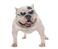 White american bully and sunglasses Royalty Free Stock Photo